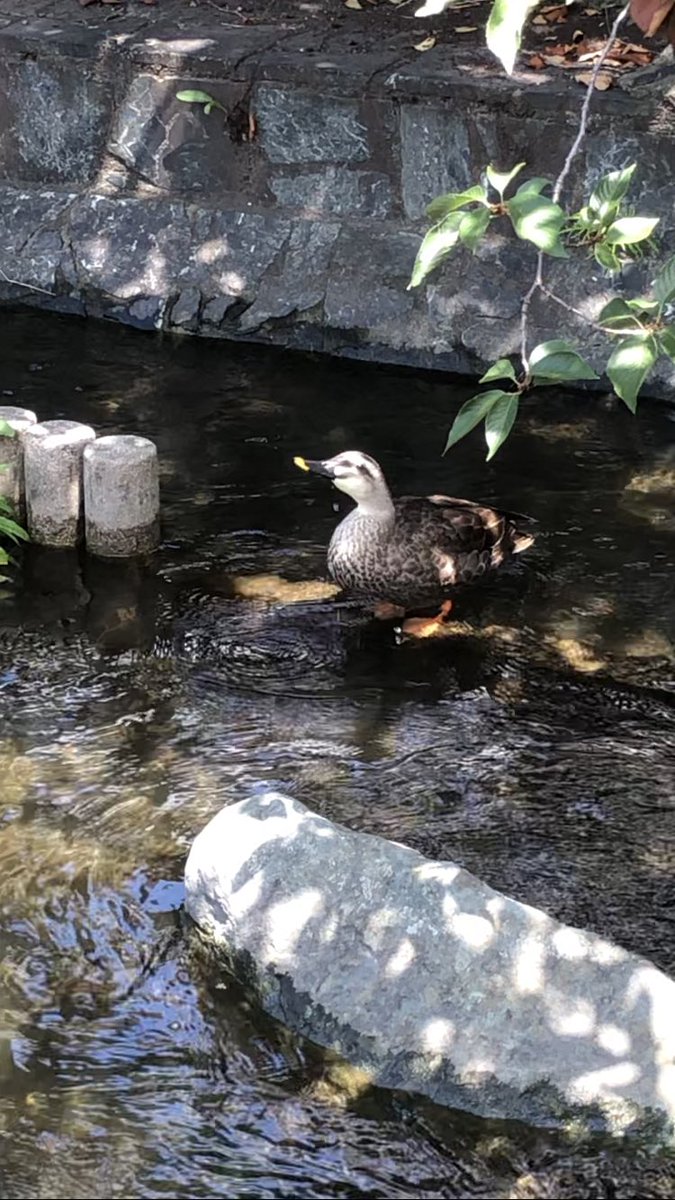 kinokohouse's tweet photo. cute relaxing duck #duck #birds #river #nature #wildlife #goose #waldenw... https://t.co/R0gVM8cr1y @YouTubeより https://t.co/5l1crE3SOw