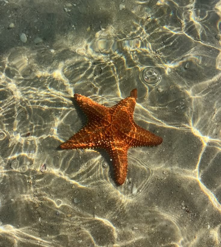 jia735's tweet photo. THIS              OR               THAT

                  STAR FISH ⭐ 
                           OR
                   GOLD FISH 🐠

엔진은 공정함을 요구합니다.
#EN_MISTREATMENT_UNacceptable
#BOYCOTT_BELIFT_FOR_OUR_SEVEN https://t.co/39YYrBaYGm