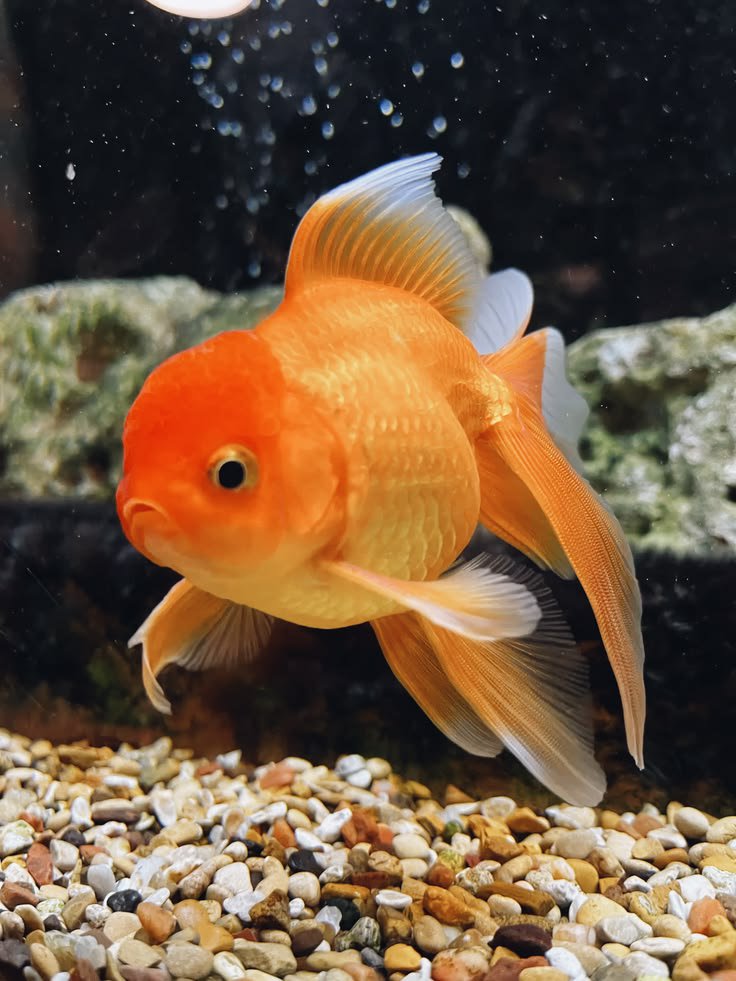 jia735's tweet photo. THIS              OR               THAT

                  STAR FISH ⭐ 
                           OR
                   GOLD FISH 🐠

엔진은 공정함을 요구합니다.
#EN_MISTREATMENT_UNacceptable
#BOYCOTT_BELIFT_FOR_OUR_SEVEN https://t.co/39YYrBaYGm