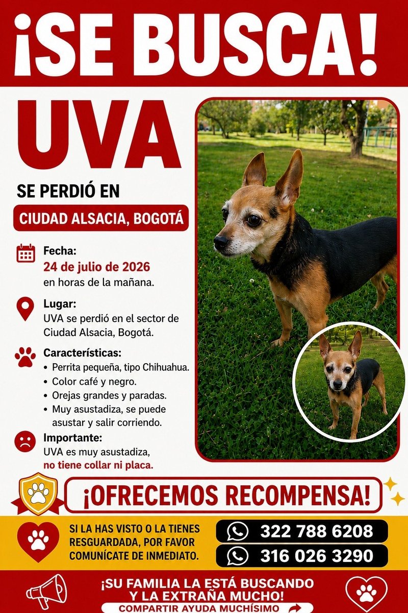 Marce_Tabares's tweet photo. 🆘️ #Bogotá Uva se perdió ayer 24.07.2026 por Villa Alsacia. Su familia la busca 🙏🙏🆘️ https://t.co/7eYGOJjTWa