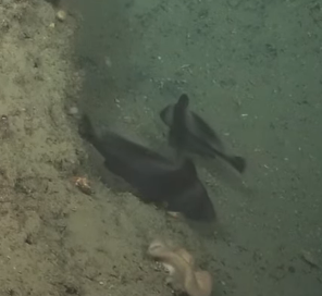 WAtlFish's tweet photo. Two Blackbar Drum (Pareques iwamotoi) #DeepWonders https://t.co/g3we3rpKsH