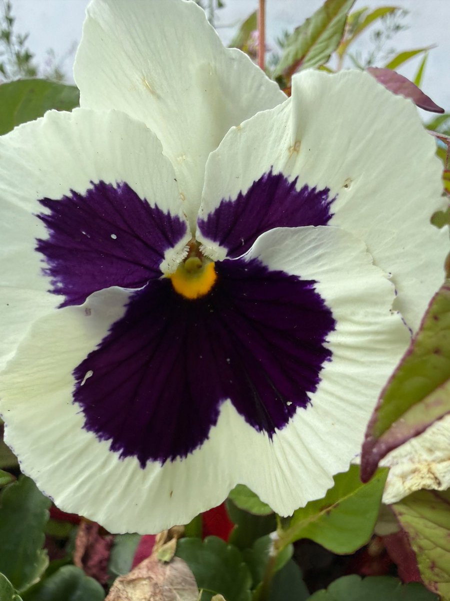 Cucaracherobog's tweet photo. 🌼¡Aprendiendo entre jardines y polinizadores!🐝
Realizamos intercambio de saberes en La Candelaria junto a la Casa de la Sabiduría Años Dorados. Juntamos experiencias del mariposario de @MinHacienda, el jardín de la Casa Cultural del Zipa, Fundación Animaviva y @Ambientebogota💚 https://t.co/ohcSofQrxN