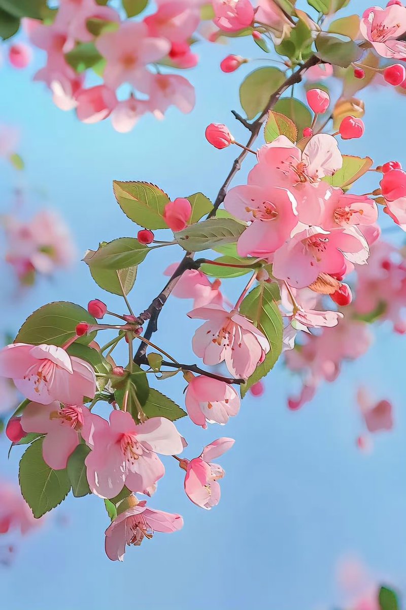 KayonSharell's tweet photo. Fresh spring breeze, blooming flowers and a sweet vibe— perfect day for a walk outside! ， https://t.co/L65QWrsbUW