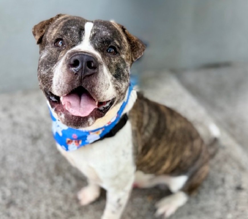 MorgFairsdogs's tweet photo. Bricks 254382
Kill Command 
#NYCACC #AdoptMe 
He is a cute 1 yr old puppy 
Very lovable in prev home 
Has warmed up to handlers 
Shows signs of kennel stress
Needs exp all adult home 
Save Bricks!
#Pledge4Rescue #foster #adopt https://t.co/okNeEule45