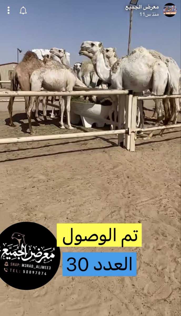 1111_kwt's tweet photo. @mfrreh_al_subey والله انا واحد  فكرت. ابيع السوق. مايساعد كلهم. بيبيعون والحلال والمعدات. طاحت للارض بنشوف بس تفتح. الخروجيات الاسواق ماصارت تستقبل الحلال صار تكدس بسبب القرار https://t.co/ihO8VzTxSH