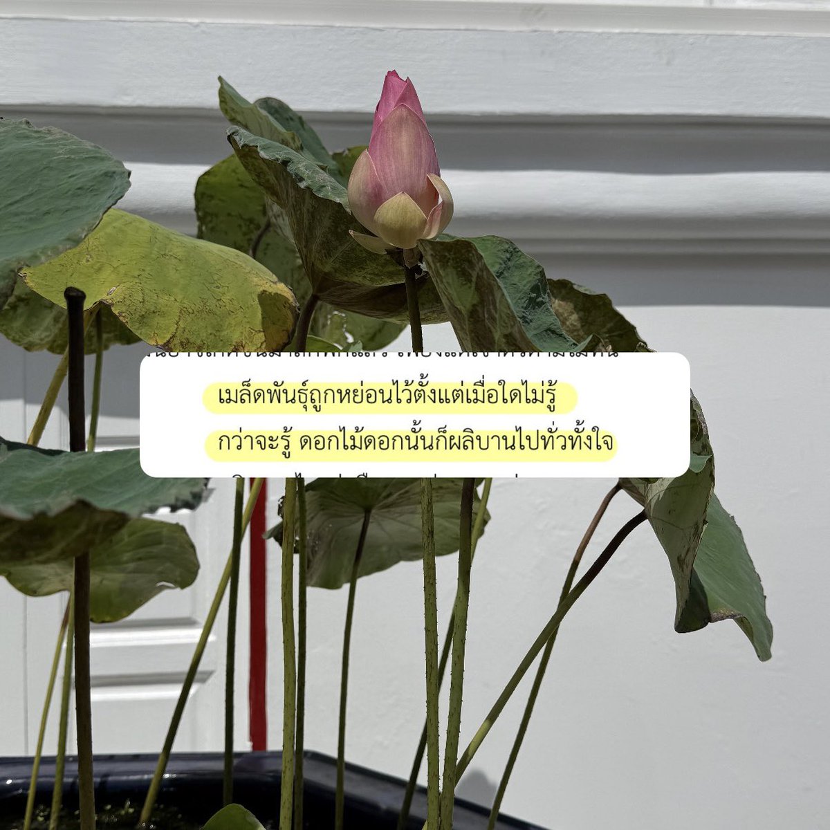 cheraleewt's tweet photo. มนุษย์ยากแท้หยั่งถึง 
แต่ความรักหยั่งถึงได้ยากยิ่งกว่า https://t.co/NtcA3m0nrm