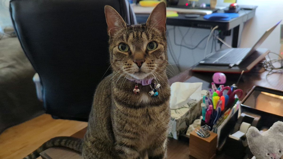 MarvinMathCat tweet picture