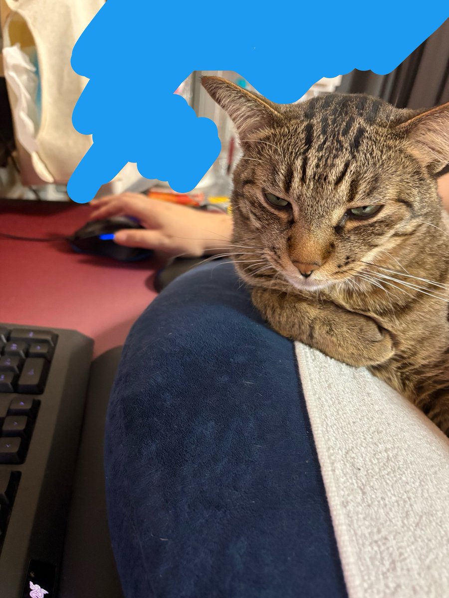 chiaru86's tweet photo. ベッドで横になりながら遊ぶのを数回したら横になったら遊ぶ！と学んだルト。寝始め以外にも寝返りやトイレに目覚めるとお気に入りのおもちゃを持って肩をちょいちょい😇この時は朝の4時😇
もう1匹かわい子君いるよ🥰抱かれに来るジル🥰撮り方悪くてムスッと見えるけど😭
#ねこのいる暮らし #ねこ https://t.co/u3xeB97C9j