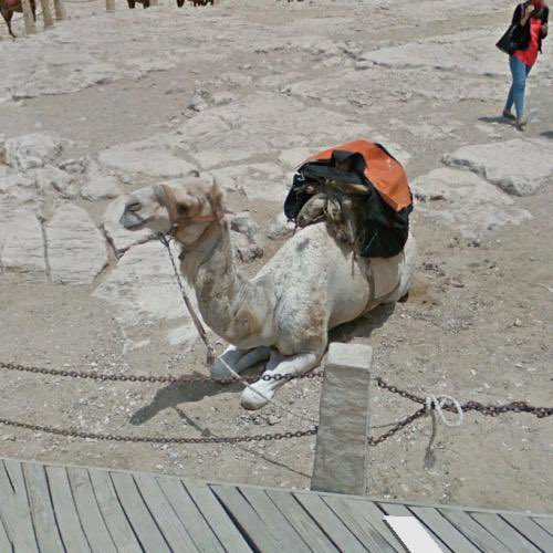 thisisntoptimal's tweet photo. I like that camels loaf the same way cats do https://t.co/PBHBMKwJJX