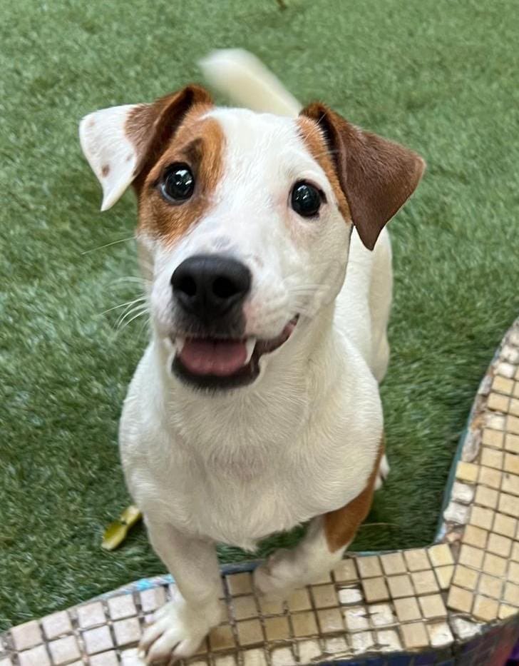 MaryBlog32's tweet photo. Me encanta que la guardería todo el tiempo me manda fotos de mi perro patas chuecas cuando lo dejo https://t.co/1lChdHIVbf
