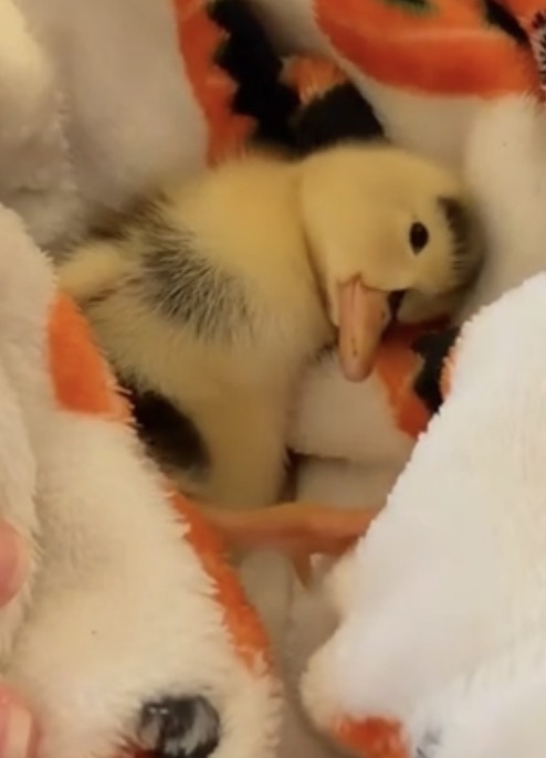 ducklingdinky's tweet photo. GN flock 🦆

Somewhere out there a little duck with a wry neck is asleep, safe and loved, with no idea how far his story has traveled. 🧡

Millions of views. Celebrities. Real people who found him and just couldn't look away. All because he never gave up when he had every reason to.

That's who we're riding with. That's why we never doubt. 🔥

Sleep easy tonight 🌙
https://t.co/Ena8bCtzXD