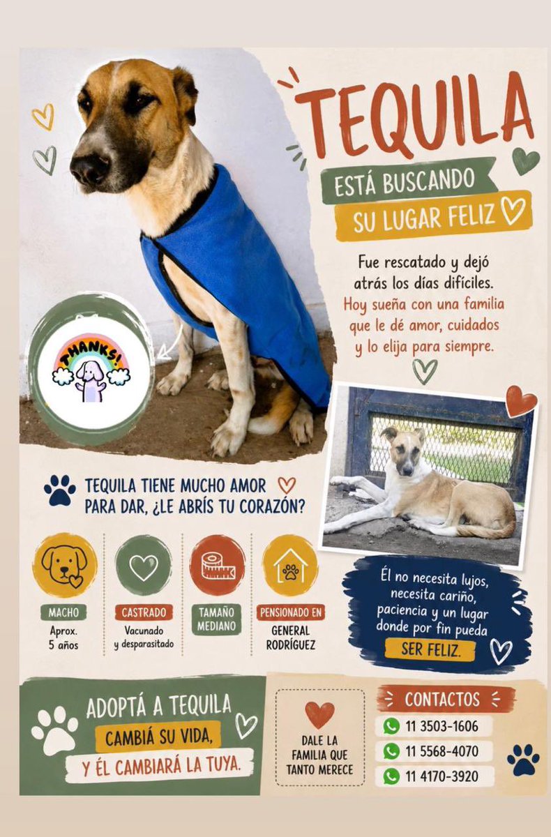 gracielaocana's tweet photo. Ayudemos a encontrar una familia responsable para Kiki y Tequila 🐾 https://t.co/YzKw4QSvsP