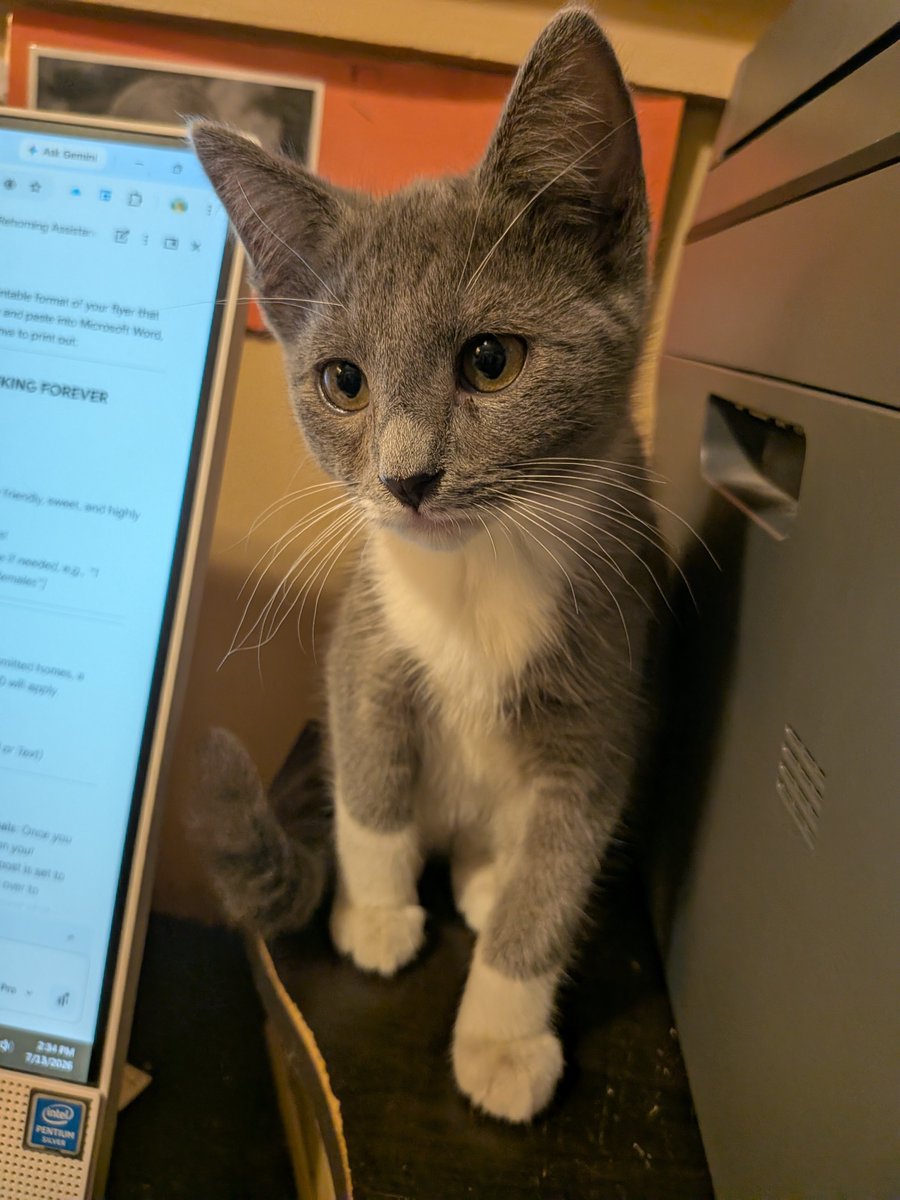 PattyCrook8's tweet photo. Check out this post on Nextdoor: https://t.co/NmcsdA27qG
Grayboy and Nose need a forever home! https://t.co/rcZuXOSRG1