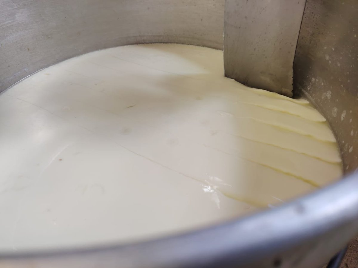Agricultura_CZ6's tweet photo. #Azuay | Con la Asociación de Productores de Hortalizas Orgánicas Cunutambo #Chordeleg, capacitamos en procesamiento de leche para la elaboración de queso fresco. Además, realizamos la cosecha de 200 litros de biol Supermagro para fortalecer una producción más sostenible. https://t.co/GnarkQr8DT