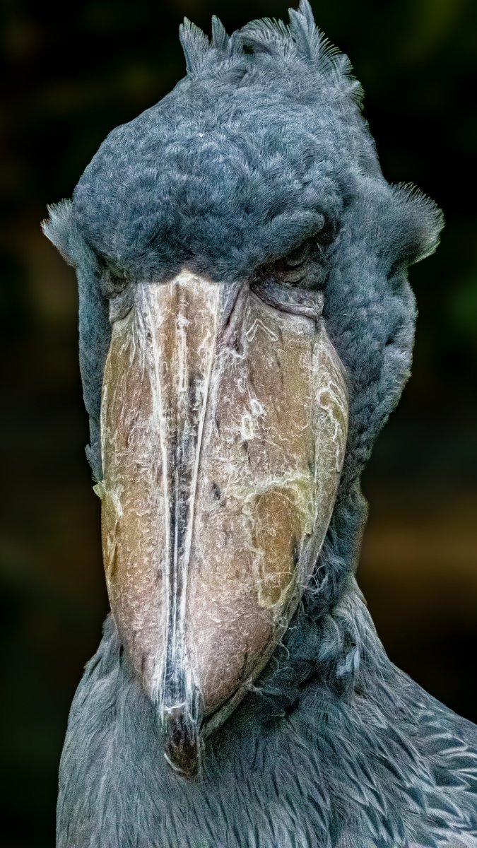 dinobreezy's tweet photo. Good evening everyone ✨️👋🏻 have a great Saturday/Weekend with this preview of yesterday's shots taken at Pairi Daiza Zoo 📸
#GoodEveningX #SaturdayMotivation #pairidaiza #zoo #GKNfotografie https://t.co/Rkif9qdIED