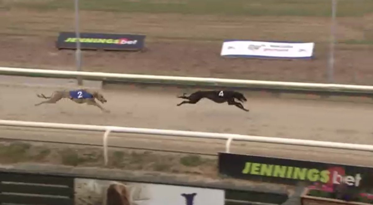 KennelToPocket's tweet photo. DEEJAY CHARLIE WINS 🥇 

Slipped the field and was not for catching!

Easy 💨 https://t.co/8PGuEGHiRJ