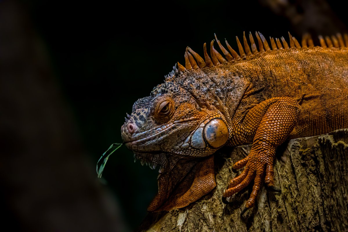 dinobreezy's tweet photo. Good evening everyone ✨️👋🏻 have a great Saturday/Weekend with this preview of yesterday's shots taken at Pairi Daiza Zoo 📸
#GoodEveningX #SaturdayMotivation #pairidaiza #zoo #GKNfotografie https://t.co/Rkif9qdIED
