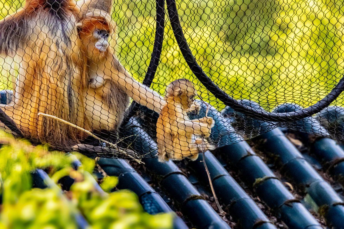 dinobreezy's tweet photo. Good evening everyone ✨️👋🏻 have a great Saturday/Weekend with this preview of yesterday's shots taken at Pairi Daiza Zoo 📸
#GoodEveningX #SaturdayMotivation #pairidaiza #zoo #GKNfotografie https://t.co/Rkif9qdIED