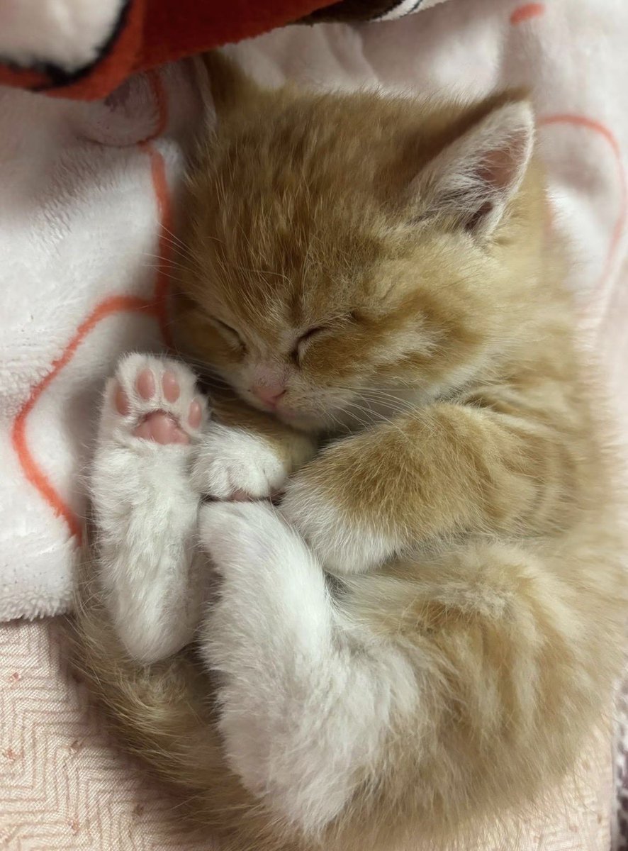 twaniimals's tweet photo. https://t.co/tdqQEgeipa