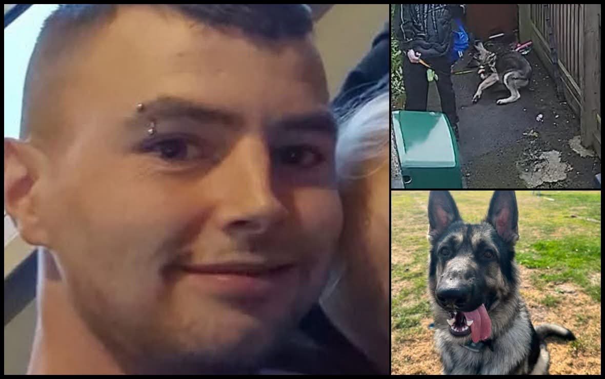 Perky_43's tweet photo. 🚨 ANIMAL CRUELTY: ACCRINGTON, LANCASHIRE - KNOW THE FACE 

🚨 DANIEL MONAGHAN

A seven‑month‑old German Shepherd puppy named Chase was beaten, kicked, dragged and terrorised outside a flat on Whalley Road, #accrington.

THE CCTV FOOTAGE 📹
🔴 Monaghan hit Chase on the head with a rucksack
🔴 He stood on the lead, pinning the puppy down while striking him across the back
🔴 He kicked him into a sitting position  
🔴 He dragged him backwards, causing him to fall
🔴 He kicked him again as Chase cowered, tail tucked, trying to escape

RSPCA Inspector Daniel Tomlinson described the footage as “upsetting”.

A vet confirmed Chase was suffering — and would continue to suffer if left with Monaghan.

Police removed him.

The RSPCA took him into possession.

That intervention saved his life.

THE SENTENCE ⚖️
📝 12‑month community order  
📝 80 hours of unpaid work  
📝 15 rehabilitation activity days  
📝 £200 costs + £114 victim surcharge  
📝 10‑year ban on keeping animals

A decade‑long ban — but no prison time.

CHASE’S NEW LIFE 🐾
Chase has been renamed Wolfie, and he is finally safe.

🌟 He gained almost 10kg in eight weeks, now weighing 39kg  
🌟 He has bonded with another German Shepherd
🌟 He enjoys long woodland walks
🌟 His confidence is returning
🌟 His tail is held high again ❤️

His new owner said he arrived sad and forlorn — but with love and proper care, Wolfie is thriving.

Source UKACF.