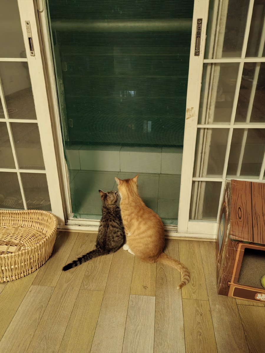 Rafam_Super's tweet photo. Cozy evening at home: making hot cocoa while my cat curls up on the windowsill watching the rain. Perfect little moment to unwind after a long day. https://t.co/Fd6n1oyDxd