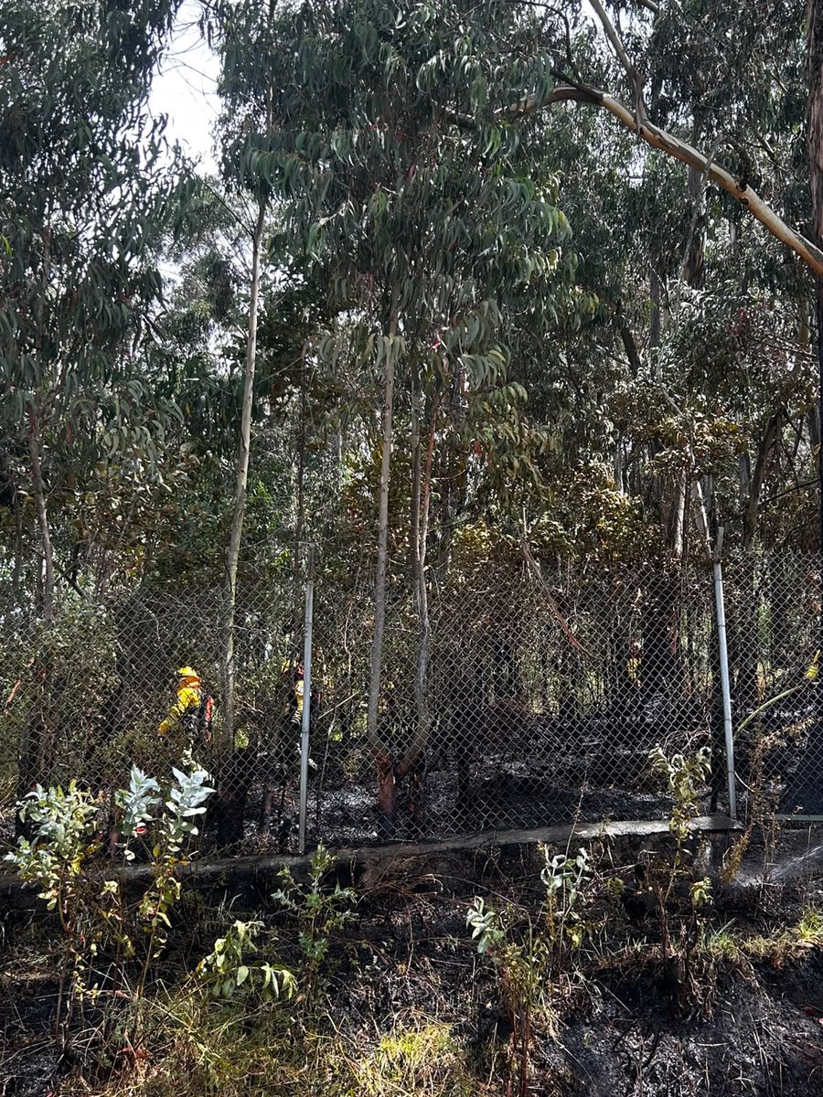 BomberosQuito's tweet photo. 🚨 #EmergenciasUIO | Esta mañana, atendimos una emergencia por una quema de desechos en el sector de la Zona de Protección Rumipamba, laderas del Volcán Rucu Pichincha.

🚒 Gracias a la rápida intervención de nuestro equipo, el fuego fue confinado y controlado evitando su propagación.

👨‍🚒 Al momento, realizamos labores de enfriamiento y nos mantendremos en el lugar en constante monitoreo para dejarlo en condiciones seguras.

🙏 Recuerda que realizar quemas agrícolas o de desechos está prohibido y tiene sanciones que llegan hasta los $36.000.

#BomberosQuito