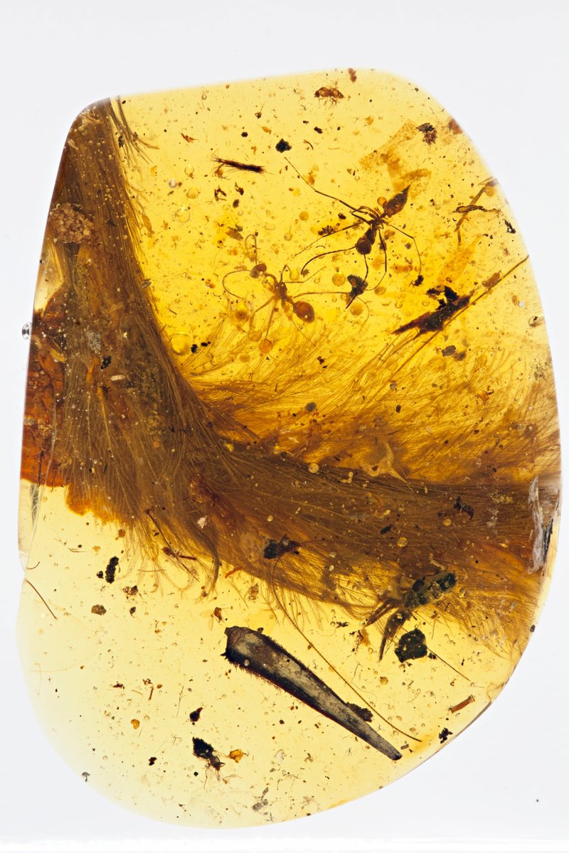 forallcurious's tweet photo. Scientists discovered a feathered dinosaur tail perfectly  preserved inside amber https://t.co/wawxKWz2SK