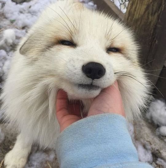 yeniscent's tweet photo. the cutest artic fox https://t.co/61YcPnsS1z