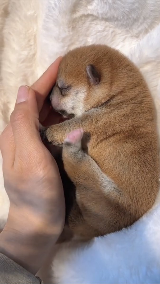 DorisLeaco15328's tweet photo. My tiny pup who fit in my palm just 3 months ago now runs circles around the living room chasing his favorite toy  Watching him grow is the sweetest joy ever!， https://t.co/ohbu2zuw4T