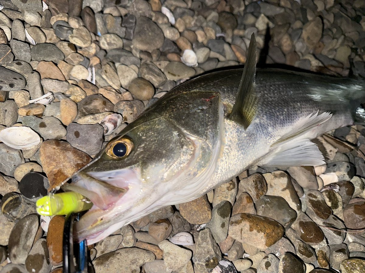 Seabass_Quest's tweet photo. 🐟1本キャッチ！

最近は暑さと先行者の多さで釣りはお休み気味🛏️

今日はベイトを見つけたので少しだけ投げてみることに。

表層で何度か誤爆するも、クロスウェイク75Fをデッドスローでキャッチ🙌

ベイトを見つけると、つい投げたくなりますね。

#シーバス
#ブランジーノCGS
#クロスウェイク75F https://t.co/zhbT3FRirQ