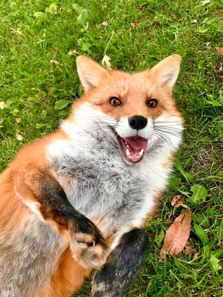 TheFoxLife's tweet photo. https://t.co/5YJb4cetYB