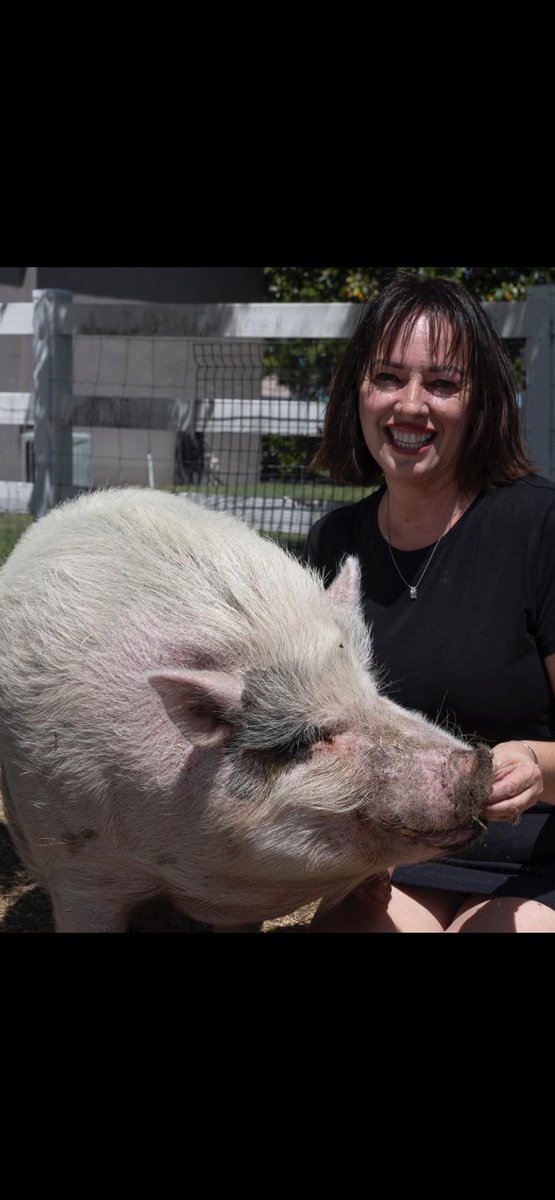 DogeSanta9830's tweet photo. This is insane. I wake up this morning and my mom who knows nothing about meme coins sends me Waddles which ran to 600k last night. Waddles is a pig who was badly abused and has been staying at my aunts the past year. She rescues animals all the time. Sending fees to her. https://t.co/WafyhDq2xe