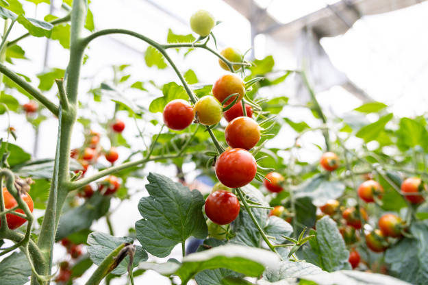 marcaillaux's tweet photo. Just tried the new organic cherry tomatoes from the local farm! So juicy, sweet and full of fresh tomato flavor—perfect for salads or snacking! ， https://t.co/ntwaU7N8p0
