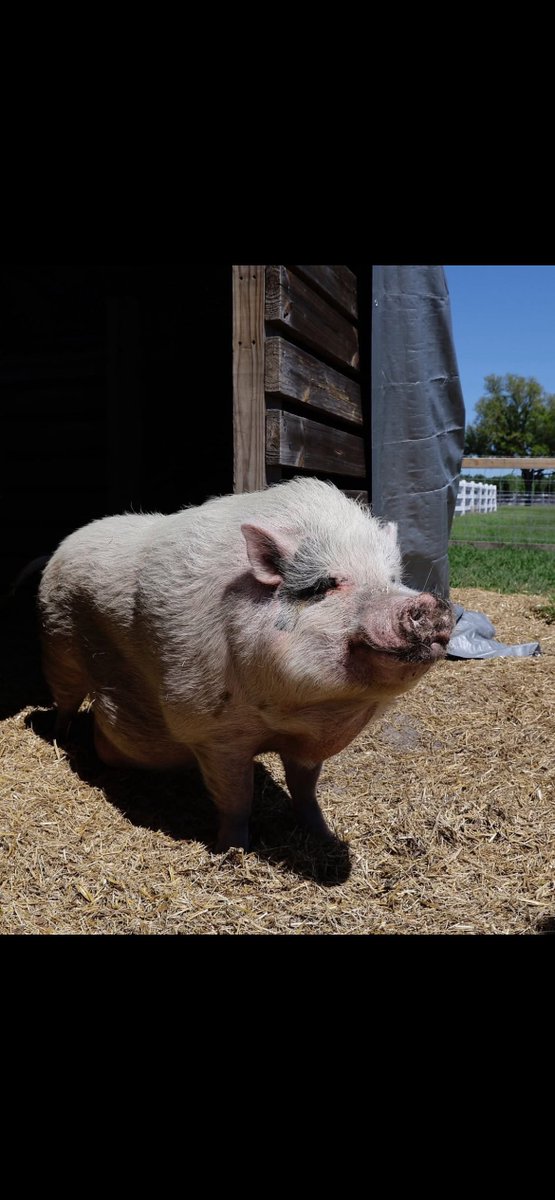 DogeSanta9830's tweet photo. This is insane. I wake up this morning and my mom who knows nothing about meme coins sends me Waddles which ran to 600k last night. Waddles is a pig who was badly abused and has been staying at my aunts the past year. She rescues animals all the time. Sending fees to her. https://t.co/WafyhDq2xe