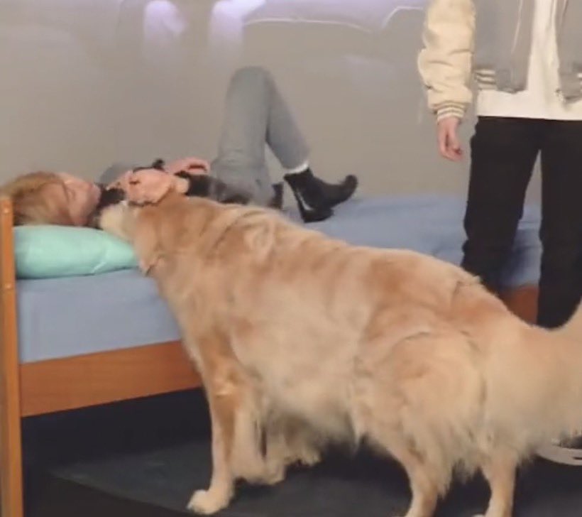 hueofserenity's tweet photo. If you think about it, Jaemin has always gone viral for every single one of these interactions he has with the puppies… THEY LOVE HIM https://t.co/55xmMycdXs