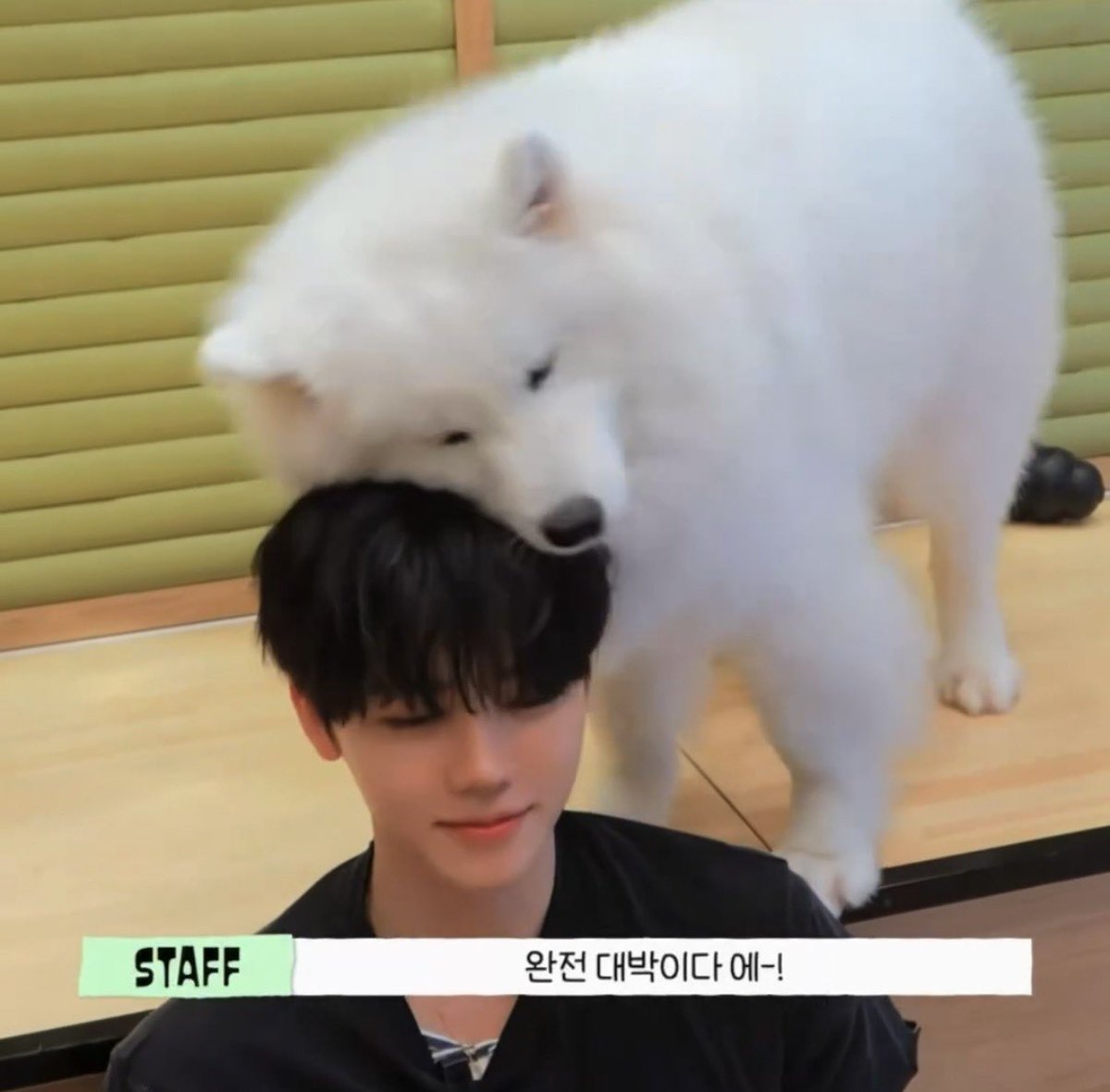 hueofserenity's tweet photo. If you think about it, Jaemin has always gone viral for every single one of these interactions he has with the puppies… THEY LOVE HIM https://t.co/55xmMycdXs