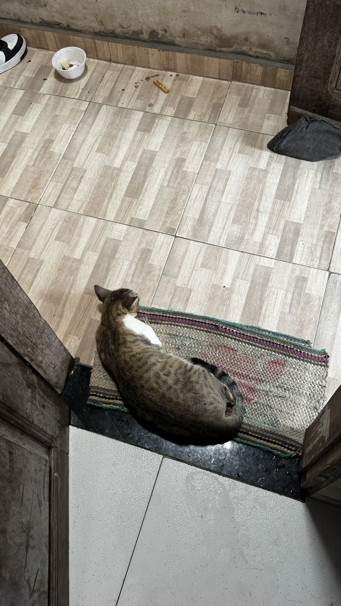 ops_vic5's tweet photo. gente cachorra ta prenha ou gorda, mds eu não sei oq ela tem😓 https://t.co/uZKojx8KVY