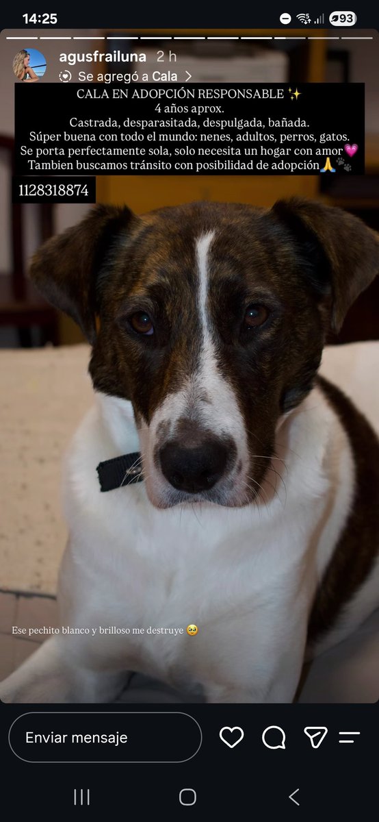 caropach2002's tweet photo. Hola, si pueden compartir les agradecería, se llama Cala y está buscando una familia 🥹 https://t.co/THbpN5v133