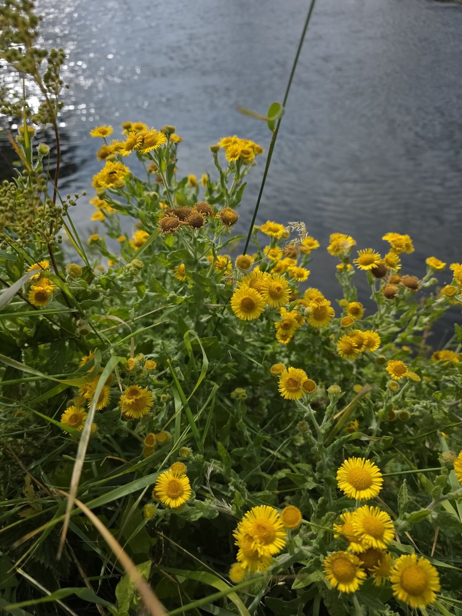roriain's tweet photo. Back to strolling along the River Barrow with Luna 🐾 while picking up #litter. The railway viaduct to Fenniscourt and on to Slyguff. Common fleabane, white greater willowherb & meadowsweet. #lovewhereyouwalk #LeaveNoTrace https://t.co/HpQc6AJm2O