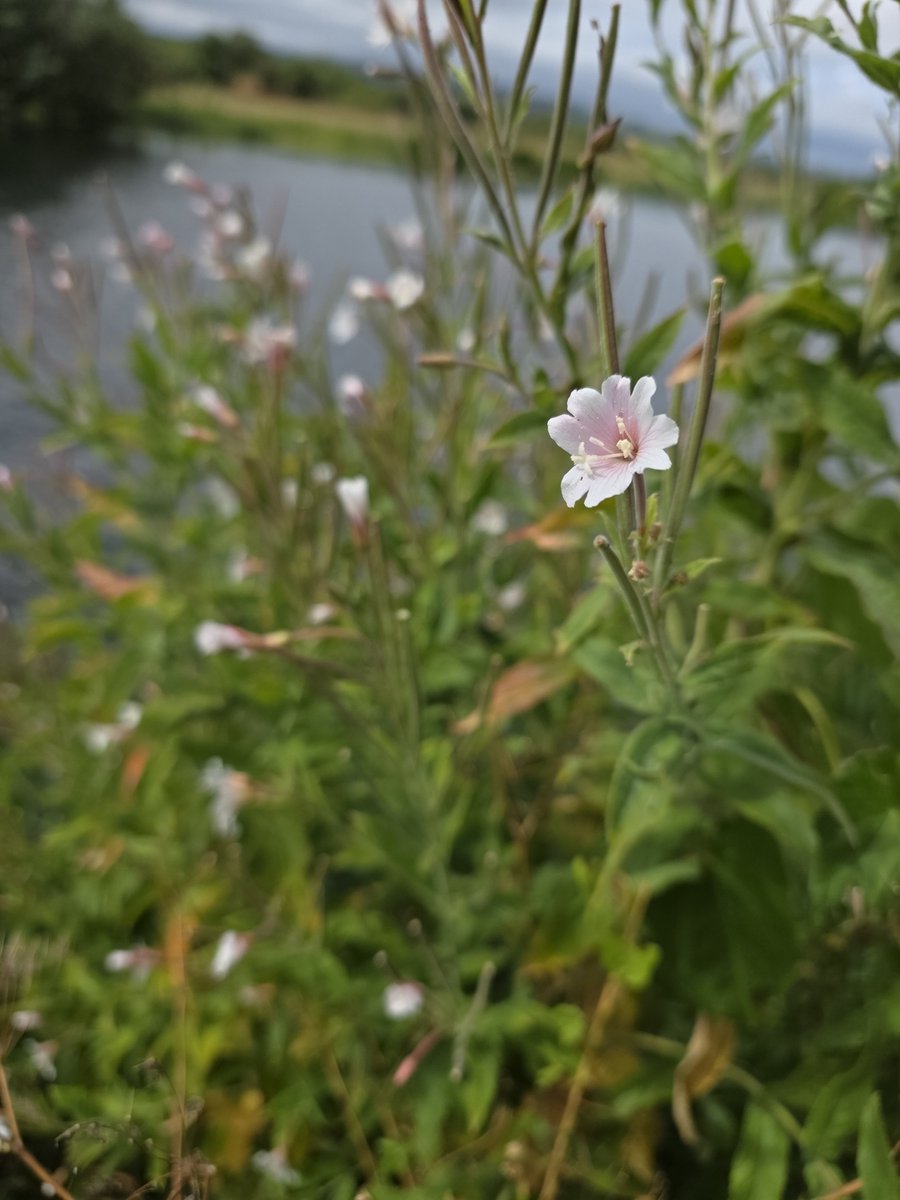 roriain's tweet photo. Back to strolling along the River Barrow with Luna 🐾 while picking up #litter. The railway viaduct to Fenniscourt and on to Slyguff. Common fleabane, white greater willowherb & meadowsweet. #lovewhereyouwalk #LeaveNoTrace https://t.co/HpQc6AJm2O