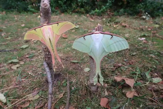 jbr_19892's tweet photo. Actias rhodopneuma moth https://t.co/LrggOGb55O