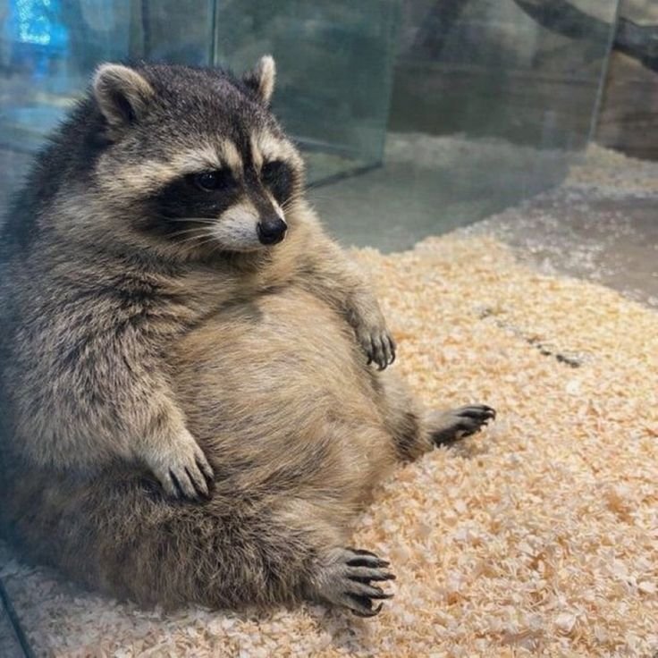 Why you should have a Raccoon tweet media