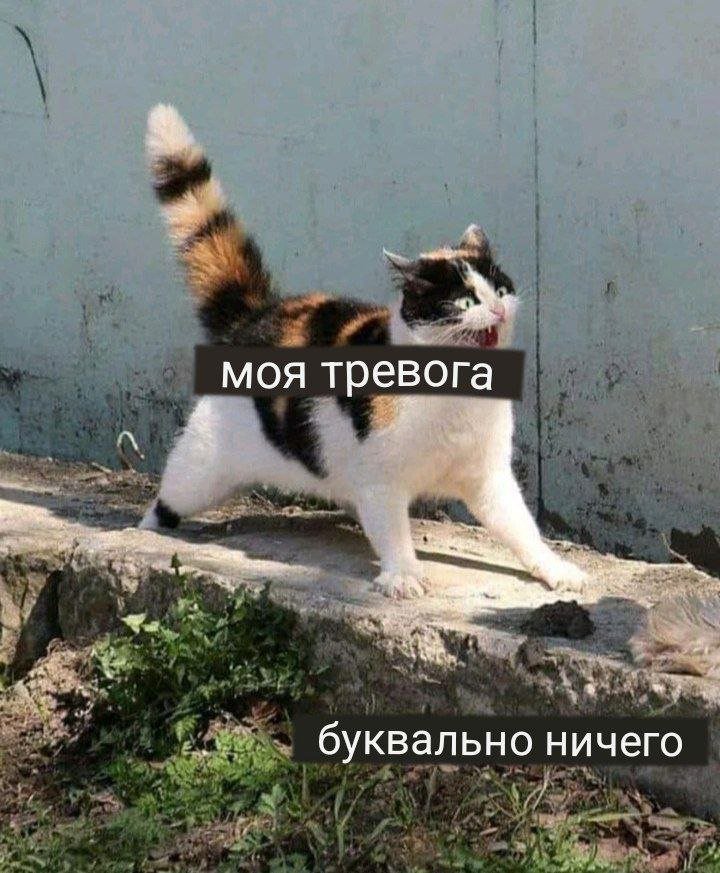 catsilcats's tweet photo. https://t.co/zHFLCaBO6E