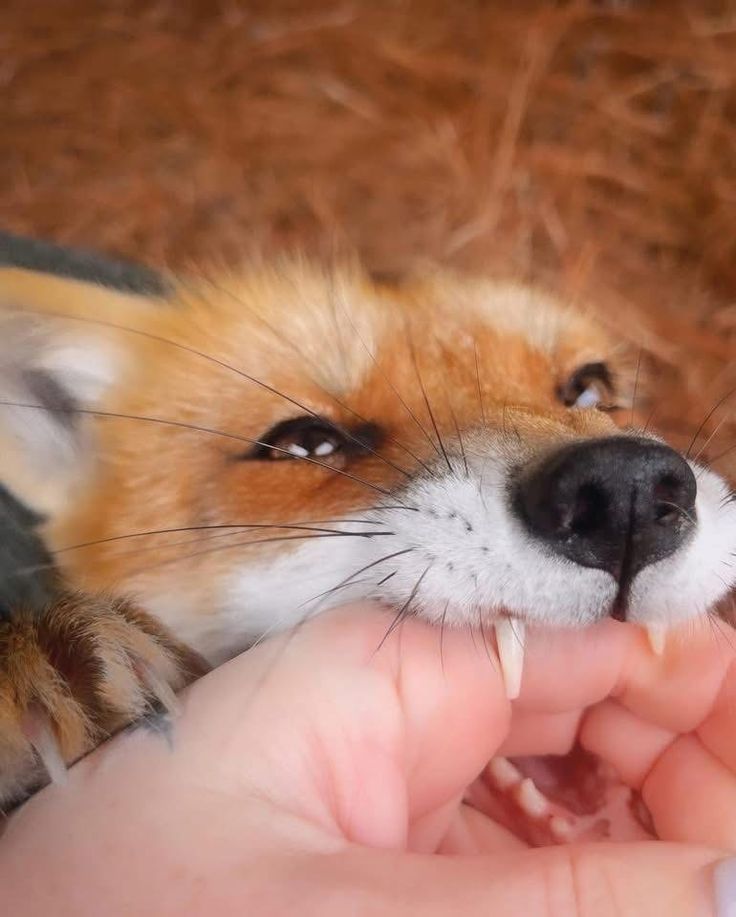 TheFoxLife's tweet photo. https://t.co/T5RIwIt3PU