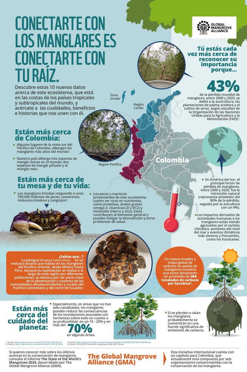 WWFColombia's tweet photo. Aunque ocupan una superficie relativamente pequeña, los MANGLARES son uno de los ecosistemas más valiosos del planeta 🌱🇨🇴🦀 

Aquí te contamos por qué: https://t.co/jPR53d70xc https://t.co/JCqycCWQHS