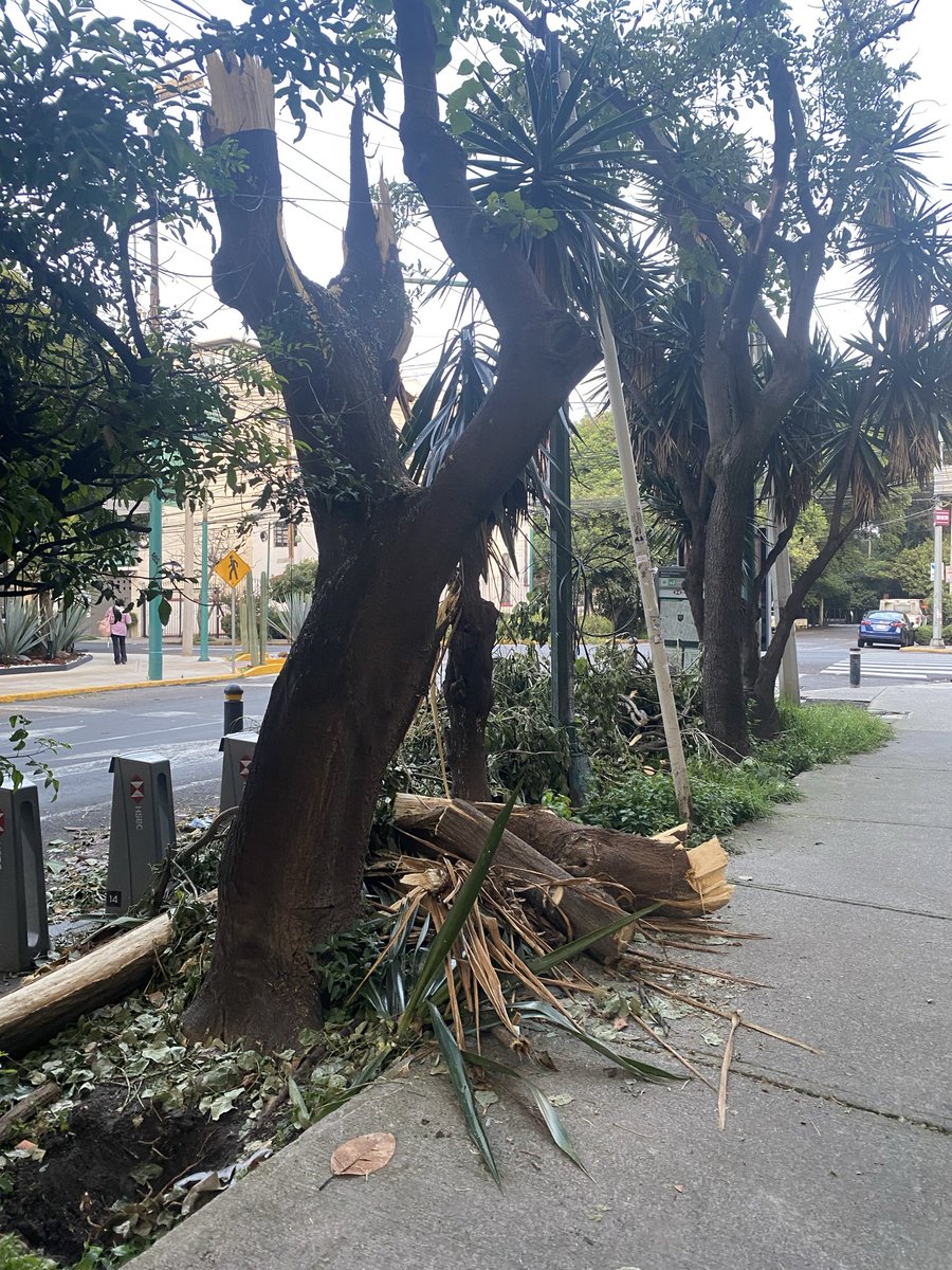 yemille's tweet photo. @BJAlcaldia ¿podrán limpiar esto que lleva más de una semana? @LuisMendozaBJ Matias Romero casi esquina con Amores en Colonia #DelValle. #BenitoJuárez https://t.co/4OYaIdgCyg