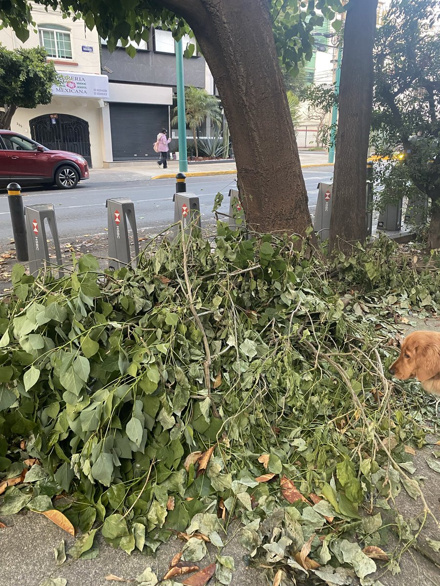yemille's tweet photo. @BJAlcaldia ¿podrán limpiar esto que lleva más de una semana? @LuisMendozaBJ Matias Romero casi esquina con Amores en Colonia #DelValle. #BenitoJuárez https://t.co/4OYaIdgCyg