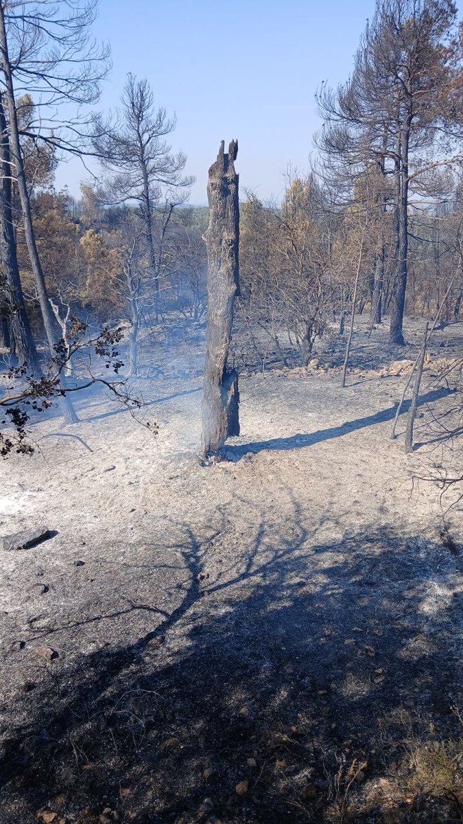 IIFFAragon's tweet photo. Durante toda este sábado, seguimos trabajando en cuatro #incendios #forestales en diversos estados en #Aragón, en #IFEjulve, #IFPlan, #IFLaCerollera e #IFOrés, junto con @mitecogob, #BRIF, @UMEgob, @DPTeruel, @DPZaragoza y @zaragoza_es. https://t.co/Jv9Bb5hgq2