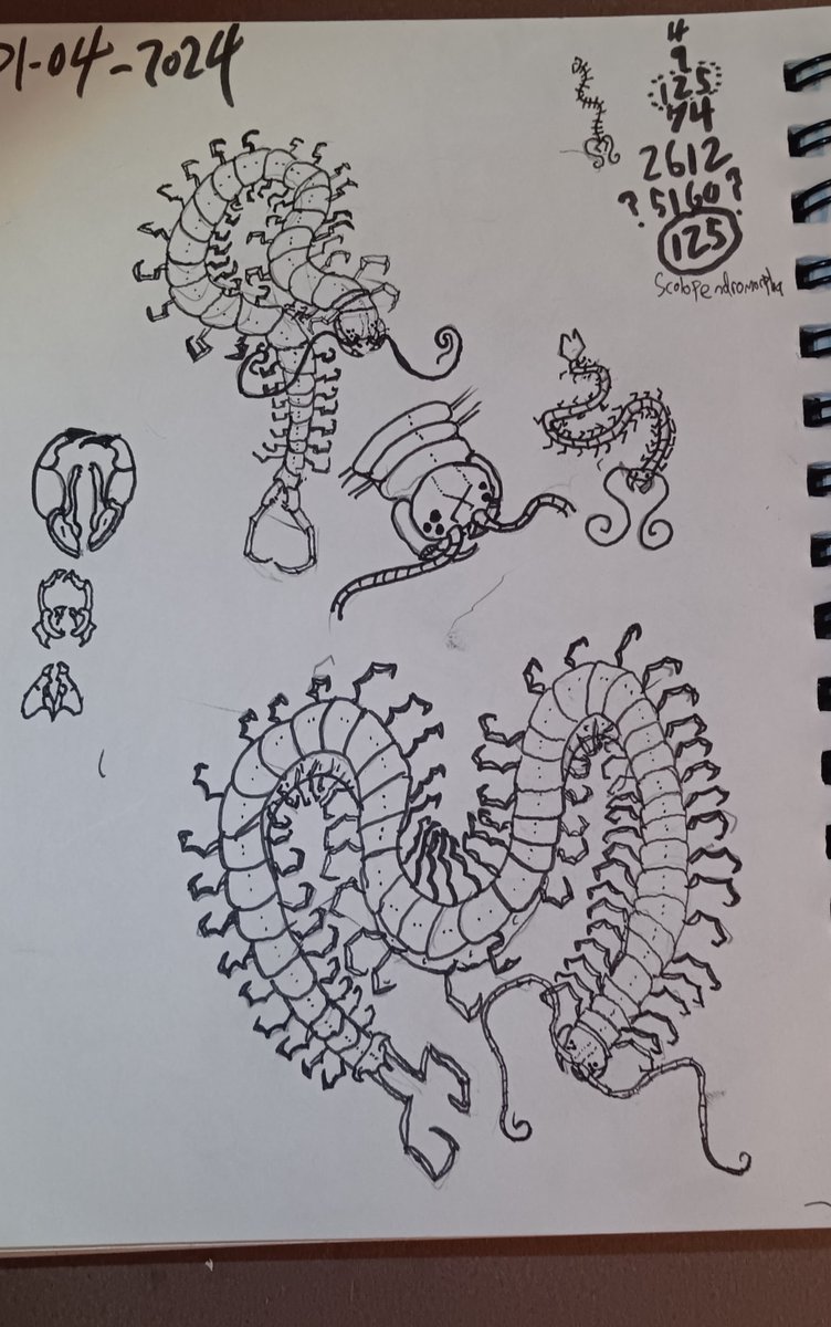 Zoaqoz's tweet photo. centipede doodles from '24
#centipede #scolopendra https://t.co/20nTVB7ruO