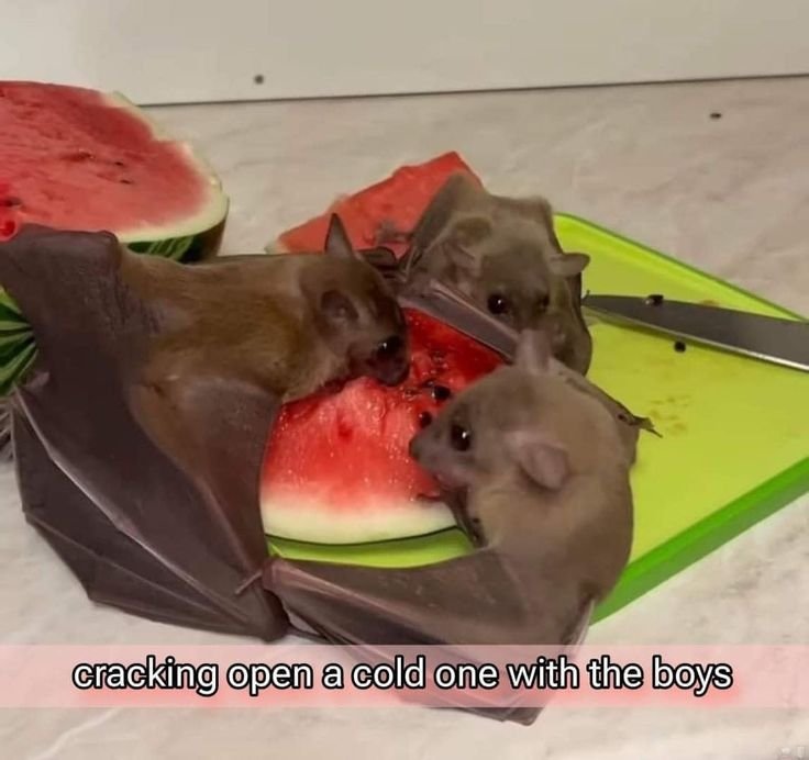 Bat 🦇 tweet media